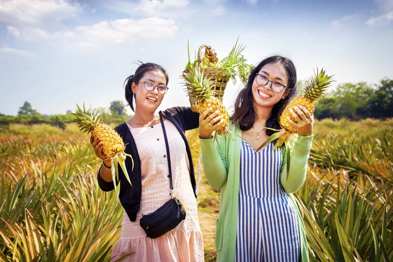 Cambodian Organic Pineapples